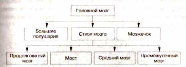 Учебное пособие: Центральная нервная система в графиках и схемах